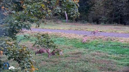 Pennsylvania Elk Live Webcam - Oct 2, 2026, 5:18pm EDT