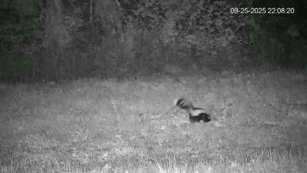 Pennsylvania Elk Live Webcam - Sep 25, 2025, 10:09pm EDT