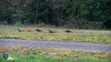 Pennsylvania Elk Live Webcam - Oct 1, 2026, 1:07pm EDT