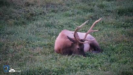 Pennsylvania Elk Live Webcam - Sep 8, 2026, 7:47pm EDT
