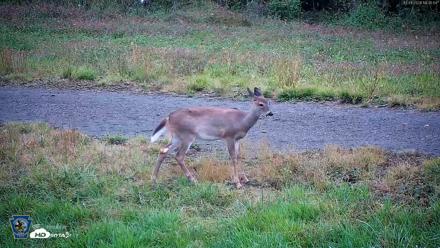 Pennsylvania Elk Live Webcam - Oct 1, 2026, 6:37pm EDT