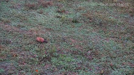 Pennsylvania Elk Live Webcam - Sep 25, 2025, 1:41pm EDT