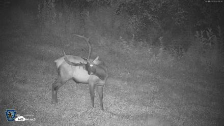 Pennsylvania Elk Live Webcam - Aug 11, 2026, 4:35am EDT