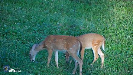 Pennsylvania Elk Live Webcam - Sep 6, 2026, 6:26pm EDT
