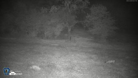 Pennsylvania Elk Live Webcam - Aug 20, 2026, 3:29am EDT