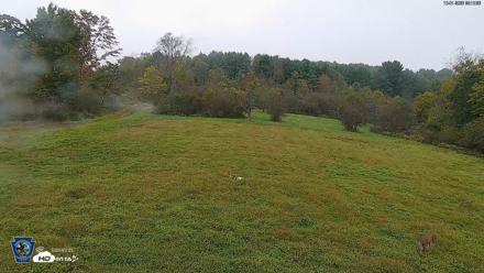 Pennsylvania Elk Live Webcam - Oct 1, 2026, 9:11am EDT