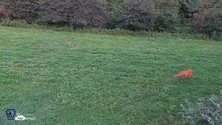 Pennsylvania Elk Live Webcam - Aug 10, 2026, 6:58pm EDT