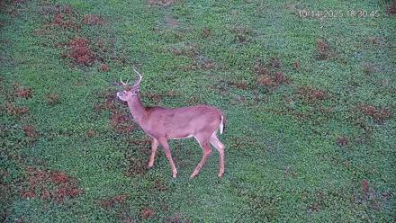 Pennsylvania Elk Live Webcam - Oct 14, 2025, 6:31pm EDT