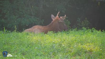 Pennsylvania Elk Live Webcam - Aug 9, 2026, 6:06pm EDT
