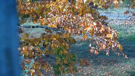 Pennsylvania Elk Live Webcam - Sep 16, 2025, 10:21am EDT