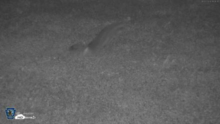 Pennsylvania Elk Live Webcam - Oct 2, 2026, 9:09pm EDT