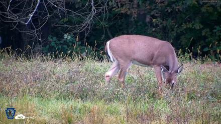 Pennsylvania Elk Live Webcam - Sep 28, 2026, 6:40pm EDT