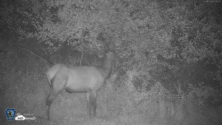 Pennsylvania Elk Live Webcam - Aug 11, 2026, 5:14am EDT