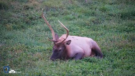 Pennsylvania Elk Live Webcam - Sep 8, 2026, 7:37pm EDT