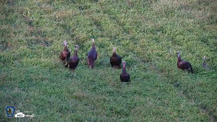 Pennsylvania Elk Live Webcam - Sep 9, 2026, 6:10pm EDT