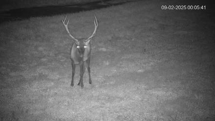 Pennsylvania Elk Live Webcam - Sep 2, 2025, 12:06am EDT