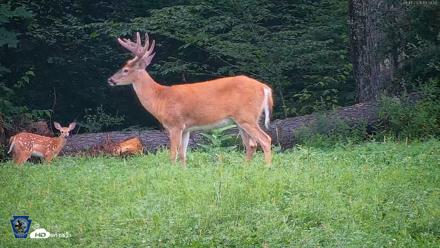 Pennsylvania Elk Live Webcam - Aug 11, 2026, 7:39pm EDT