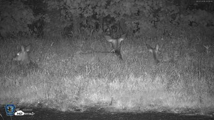 Pennsylvania Elk Live Webcam - Sep 27, 2026, 8:52pm EDT