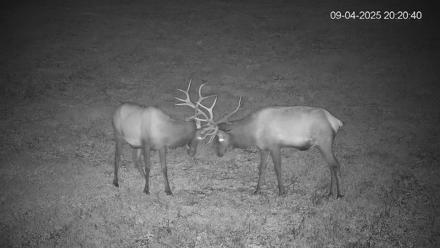 Pennsylvania Elk Live Webcam - Sep 4, 2025, 8:21pm EDT