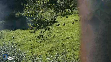 Pennsylvania Elk Live Webcam - Sep 7, 2026, 12:08pm EDT