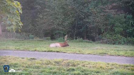 Pennsylvania Elk Live Webcam - Sep 9, 2026, 6:50pm EDT