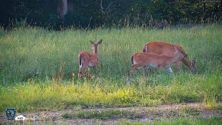 Pennsylvania Elk Live Webcam - Aug 27, 2026, 6:36pm EDT