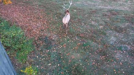 Pennsylvania Elk Live Webcam - Sep 19, 2025, 6:56am EDT