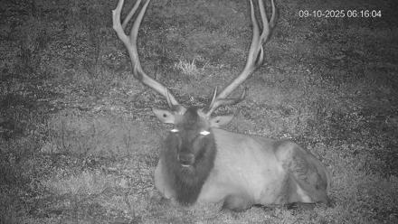 Pennsylvania Elk Live Webcam - Sep 10, 2025, 6:16am EDT