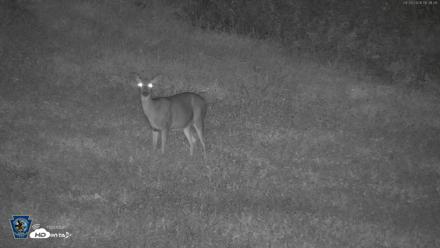 Pennsylvania Elk Live Webcam - Sep 28, 2026, 6:31am EDT