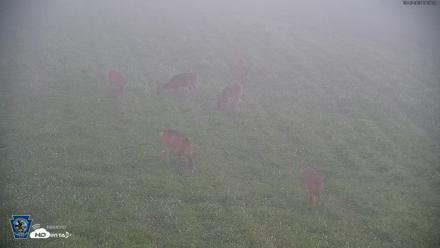 Pennsylvania Elk Live Webcam - Sep 6, 2026, 6:37am EDT