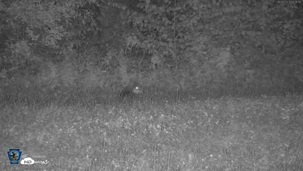 Pennsylvania Elk Live Webcam - Oct 3, 2026, 7:59pm EDT