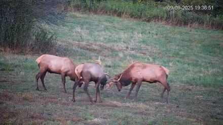 Pennsylvania Elk Live Webcam - Sep 9, 2025, 7:37pm EDT