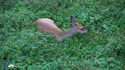 Pennsylvania Elk Live Webcam - Oct 2, 2026, 5:39pm EDT