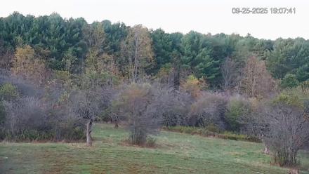 Pennsylvania Elk Live Webcam - Sep 25, 2025, 7:08pm EDT