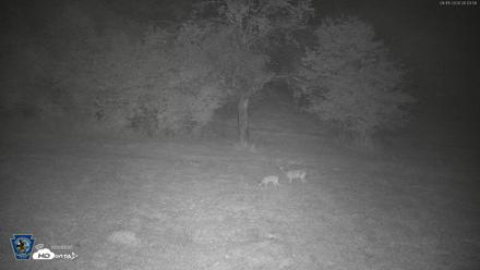 Pennsylvania Elk Live Webcam - Aug 11, 2026, 12:04am EDT