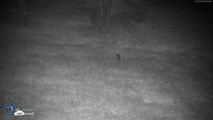 Pennsylvania Elk Live Webcam - Oct 3, 2026, 8:15pm EDT