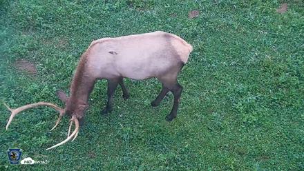 Pennsylvania Elk Live Webcam - Sep 7, 2026, 6:54am EDT