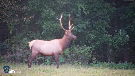 Pennsylvania Elk Live Webcam - Sep 9, 2026, 7:02pm EDT