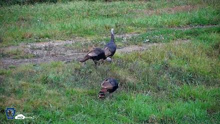 Pennsylvania Elk Live Webcam - Oct 1, 2026, 12:52pm EDT