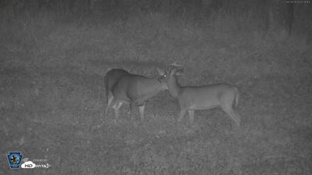 Pennsylvania Elk Live Webcam - Sep 29, 2026, 3:36am EDT