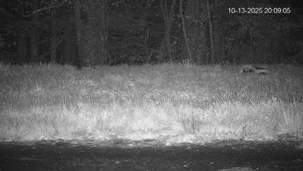 Pennsylvania Elk Live Webcam - Oct 13, 2025, 8:09pm EDT