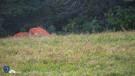 Pennsylvania Elk Live Webcam - Sep 4, 2026, 6:09pm EDT