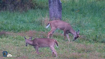 Pennsylvania Elk Live Webcam - Sep 28, 2026, 6:29pm EDT