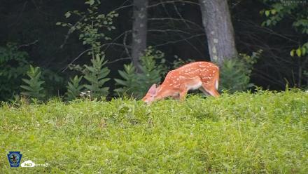 Pennsylvania Elk Live Webcam - Aug 5, 2026, 8:06pm EDT