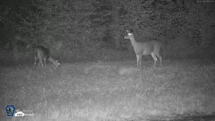 Pennsylvania Elk Live Webcam - Oct 2, 2026, 7:51pm EDT