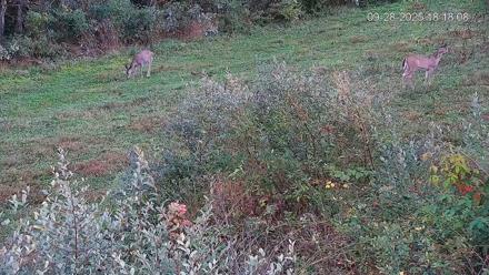 Pennsylvania Elk Live Webcam - Sep 28, 2025, 6:18pm EDT
