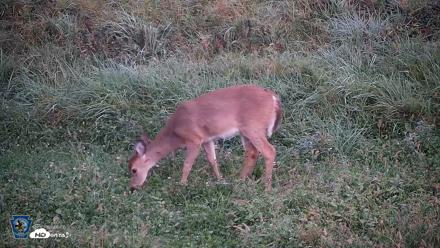Pennsylvania Elk Live Webcam - Sep 30, 2026, 6:56am EDT