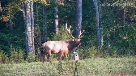 Pennsylvania Elk Live Webcam - Sep 9, 2025, 8:08am EDT