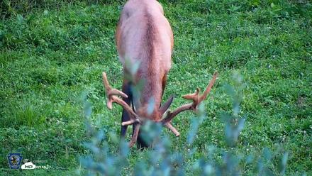 Pennsylvania Elk Live Webcam - Aug 8, 2026, 7:29pm EDT