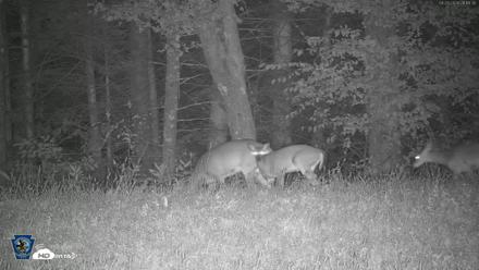 Pennsylvania Elk Live Webcam - Sep 29, 2026, 9:12pm EDT